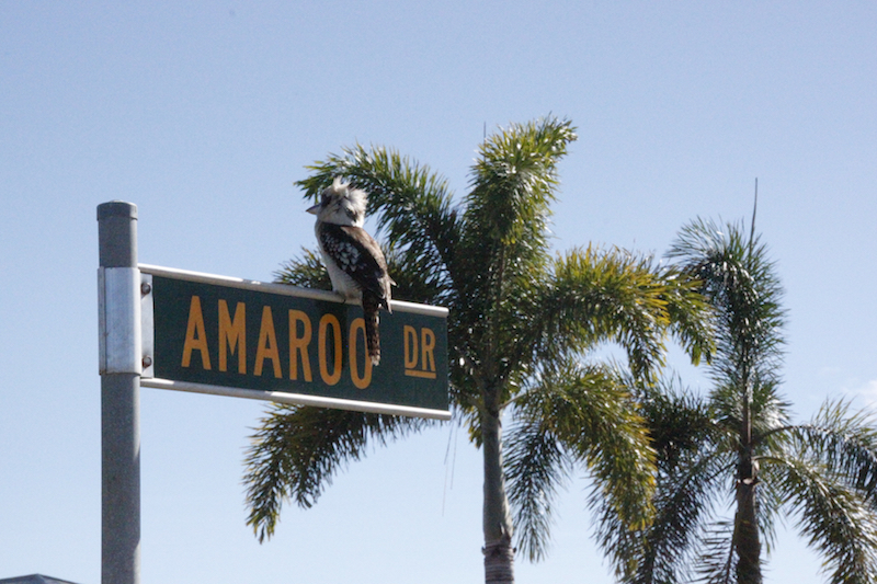 ape_kookaburra copy